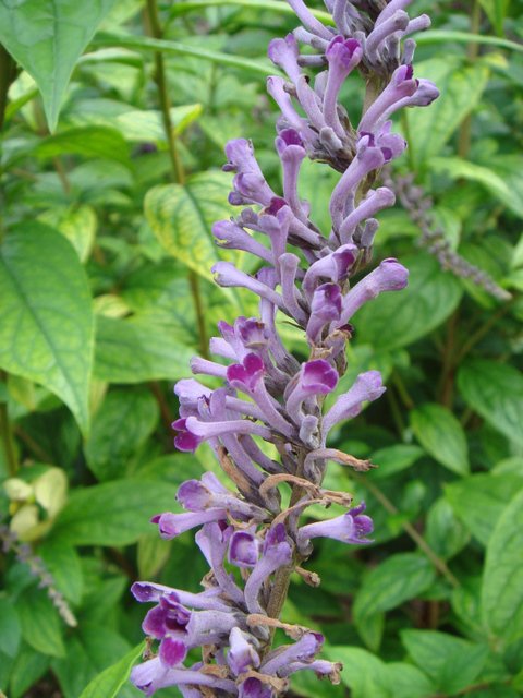 Buddleja lindleyana fleur detail P11